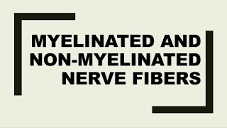 Difference between myelinated and non myelinated axons [upl. by Orran]