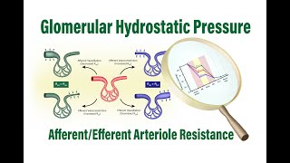 Afferent and Efferent Arteriole Resistance Controls Glomerular Hydrostatic Pressure and GFR [upl. by Eelyab]