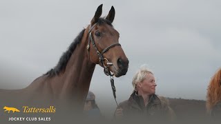 Review Tattersalls Cheltenham April Sale 2024 [upl. by Abe]