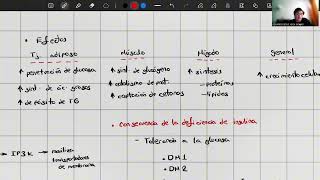 Funciones endocrinas del páncreas [upl. by Ecinereb]