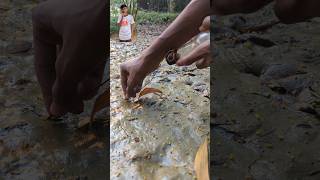 Finding Oysters From Muddy Soilshortsmudvideo [upl. by Sivram]