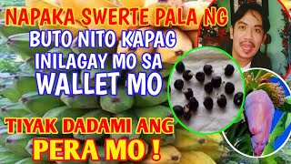 NAPAKA SWERTE PALA NG BUTO NITO PAG INILAGAY MO SA WALLET MO TYAK DADAMI ANG PERA MO [upl. by Ayek]