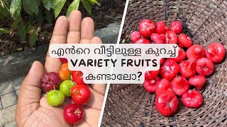 എൻറെ വീട്ടിലുള്ള Variety fruits കണ്ടാലോ🍒fruits trendingvideo vlogs exoticfruitplants homegrown [upl. by Yerd71]