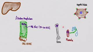 Liver Function Tests [upl. by Aelahs444]