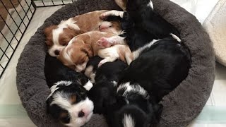 Waking Up These Adorable Cavalier King Charles Spaniel Puppies For Breakfast [upl. by Unni925]