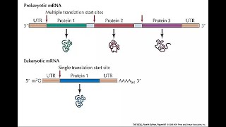 Messenger RNA mRNA [upl. by Naej510]