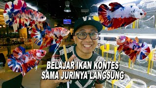 BELAJAR IKAN KONTES BERSAMA JURI KONTES KTI HOUSE OF THE DRAGON [upl. by Araec271]