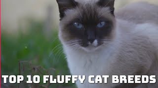 Top 10 Fluffy cat breeds you need to know [upl. by Gwenette]