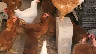 Cómo Construir Ponederos Caseros para Gallinas Guía Fácil [upl. by Nilyak]