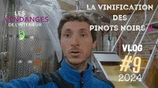 Vlog vigneron 9  changement de stratégie pour la vinification des Pinots Noirs  vendanges 2024 [upl. by Rudin]