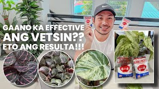 EVERYTHING YOU NEED TO KNOW ABOUT VETSIN AS FERTILIZER  HOW TO USE IT EFFECTIVELY [upl. by Annenn817]