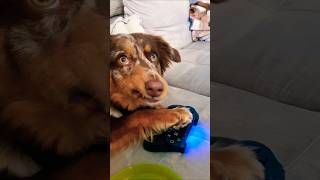 Ok lets go meme shorts funny lustig aussie hund dog meme [upl. by Brynne580]