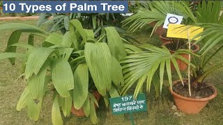 10 Types of Palm Trees on Pot  Palm Trees in India [upl. by Audsley]