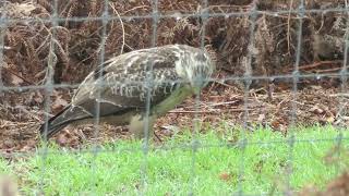 Buizerd in de Deurnese Peel Onder andere met lekker hapje [upl. by Douglas96]