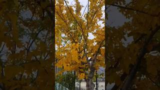 Autumn  Season  autumn season  autumn season in Gilgit Baltistan autumn autumncolors [upl. by Aracot]