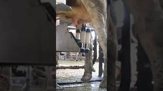 Robotic milking fullwood JOZ merlin M2 [upl. by Jaquelyn]