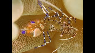 Plongée Martinique Nord Avec Surcouf Dive [upl. by Lief156]