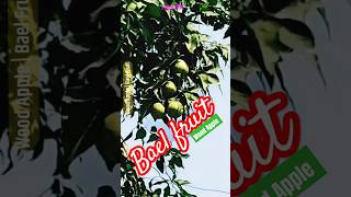 Wood Apple  Bael Fruit nature fruit bael amazing shorts youtube trending viral [upl. by Jada]