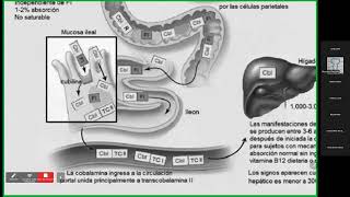 CLASE 2  Dr Jorge PeñaAnemia megaloblástica [upl. by Ede]