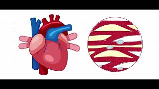 FUNCIONES ENDOCRINAS DEL ENDOTELIO VASCULARVENAS VS ARTERIAS🫀🩸 [upl. by Enilrahc]