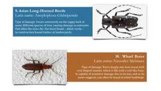 Woodworm Identification 11 Types of Wood Boring Insect [upl. by Akkina]