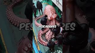 ESSE É O MAIOR POLVO DO MUNDO ATÉ HOJE 🐙😱 shorts youtubeshorts youtube [upl. by Nicolea]