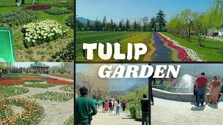 Tulip garden Kashmiri most beautiful flowers garden in Srinagar Kashmiri [upl. by Eninnej]