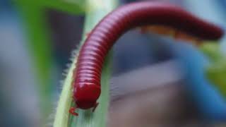 Millipede kaki seribu luwing [upl. by Nailliw910]