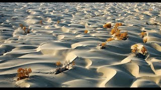 14 Stunning Photos of Desert Poplar Forest Xinjiang [upl. by Sidonnie]