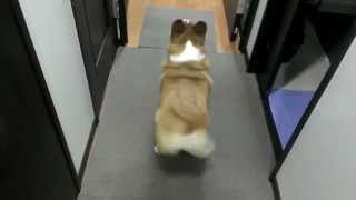 Bubble Butt Corgi Twerk [upl. by Nnoved]