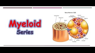 Hematology 🔤  Myeloid Series [upl. by Alolomo]