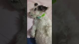 Lhasa apso puppy cutedog [upl. by Annaujat313]