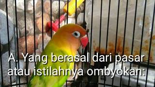 Memilih Lovebird Balibu Untuk Lapangan [upl. by Anisor]