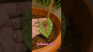 CALADIUM PLANTSEETHARAM IDEAS shortsvideo gardening garden caladium [upl. by Rheinlander198]