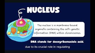 Lesson 4 The Nucleus Part 1 [upl. by Nydroj]