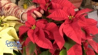 Poinsettias o Flores de Nochebuena y Navidad Informacion y Cuidados [upl. by Ahteres]