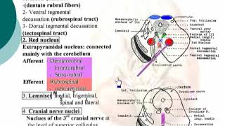 36 Tegmentum Neuroanatomy 36 cxt [upl. by Gerta]