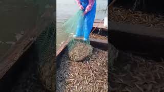 The process of catching freshwater river shrimp [upl. by Ihcas]