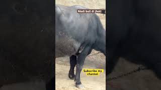 2st timer jhoti for sale 🔥 murrah murrahheifer cow jhothi farming housecow hldb farmer [upl. by Tongue]