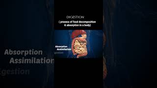 Digestive System of Human digestivesystem digestion humanbodysystem stomach intestine liver [upl. by Perce]