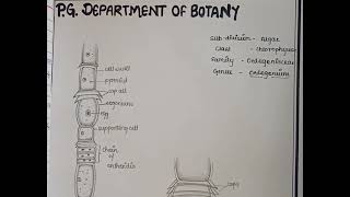 cell structure of oedogonium [upl. by Dallon]