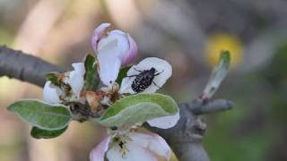 Łanocha pobrzęczWhite spotted rose beetleszkodnik kwiatówflower pestENG SUB [upl. by Hanford]