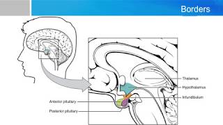 Neurosurgery written board crash course  hypothalamus [upl. by Celesta]