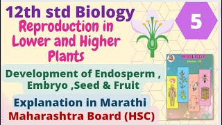 12th std Biology REPRODUCTION IN LOWER AND HIGHER PLANTS PART 5 Development of endosperm embryo HSC [upl. by Inaffets312]