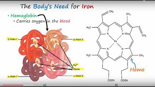 Iron amp Iron Deficiency Anemia Part 1 [upl. by Wolfort]