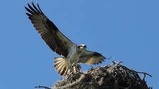 The Osprey Sounds and Habitat [upl. by Mamie]