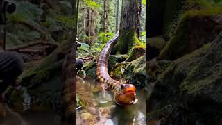 25ft Alaskan Bull Worm Caught On Camera [upl. by Ahsieuqal]