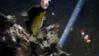 Saltwater Fish Tank Dogface Puffer [upl. by Johm487]