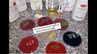 All essential culture media of Medical Microbiology Practical demo from a single table [upl. by Llennoj428]