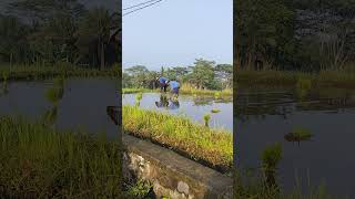 Ricefield activity nature escape travel [upl. by Abehs855]